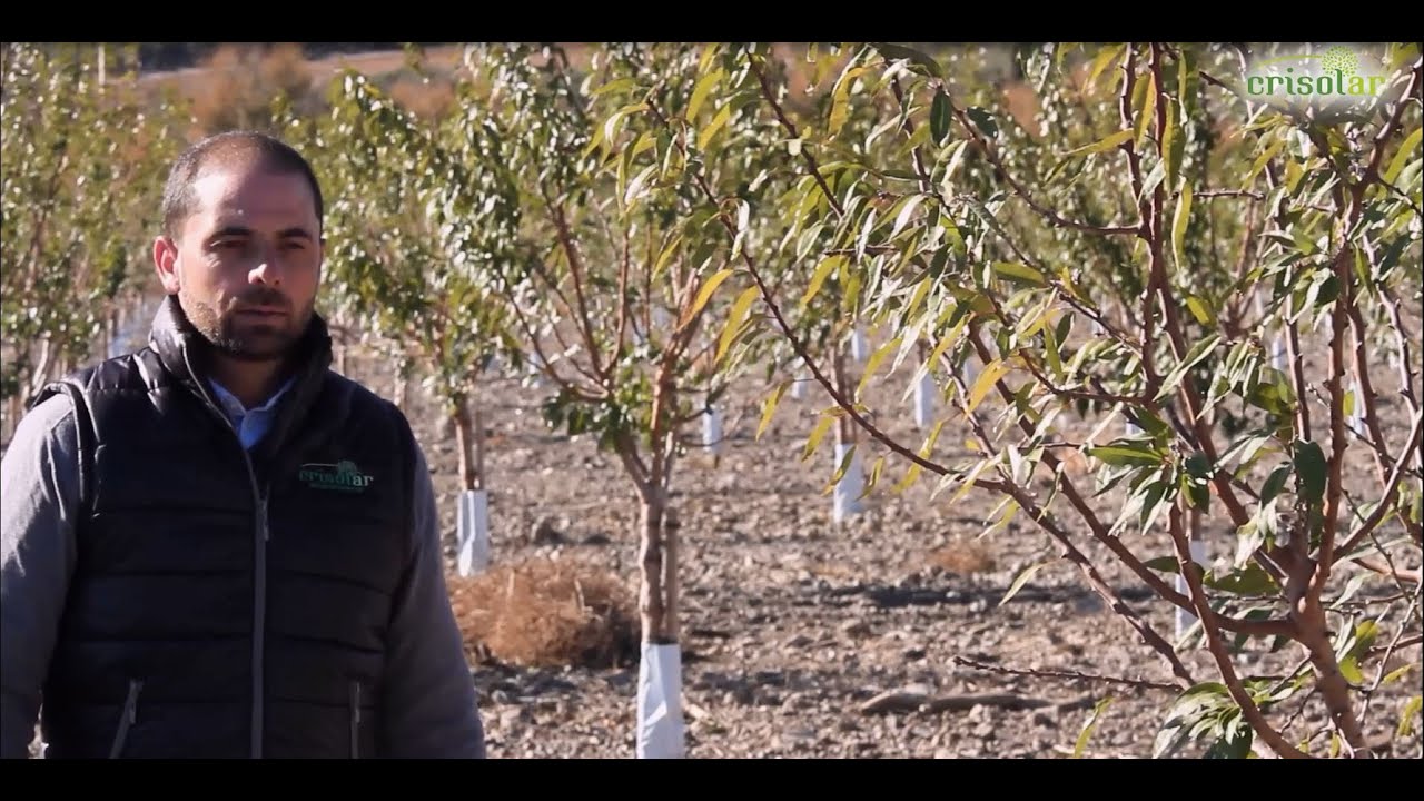 X Jornadas Almendro Ecológico 2021 Crisolar. Recomendaciones prácticas para la poda