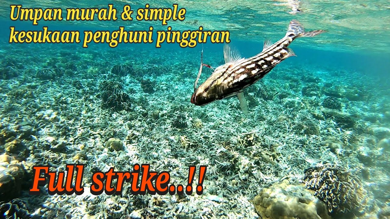 ULTRALIGHT CASTING DIKARANG DANGKAL || NONSTOP STRIKE ‼️ Spoon 6,5 gram lure teramis untuk pinggiran