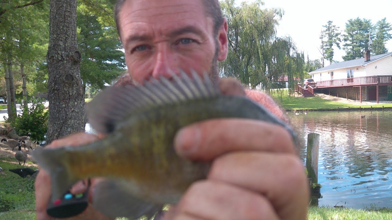 10 Bluegill Challenge!