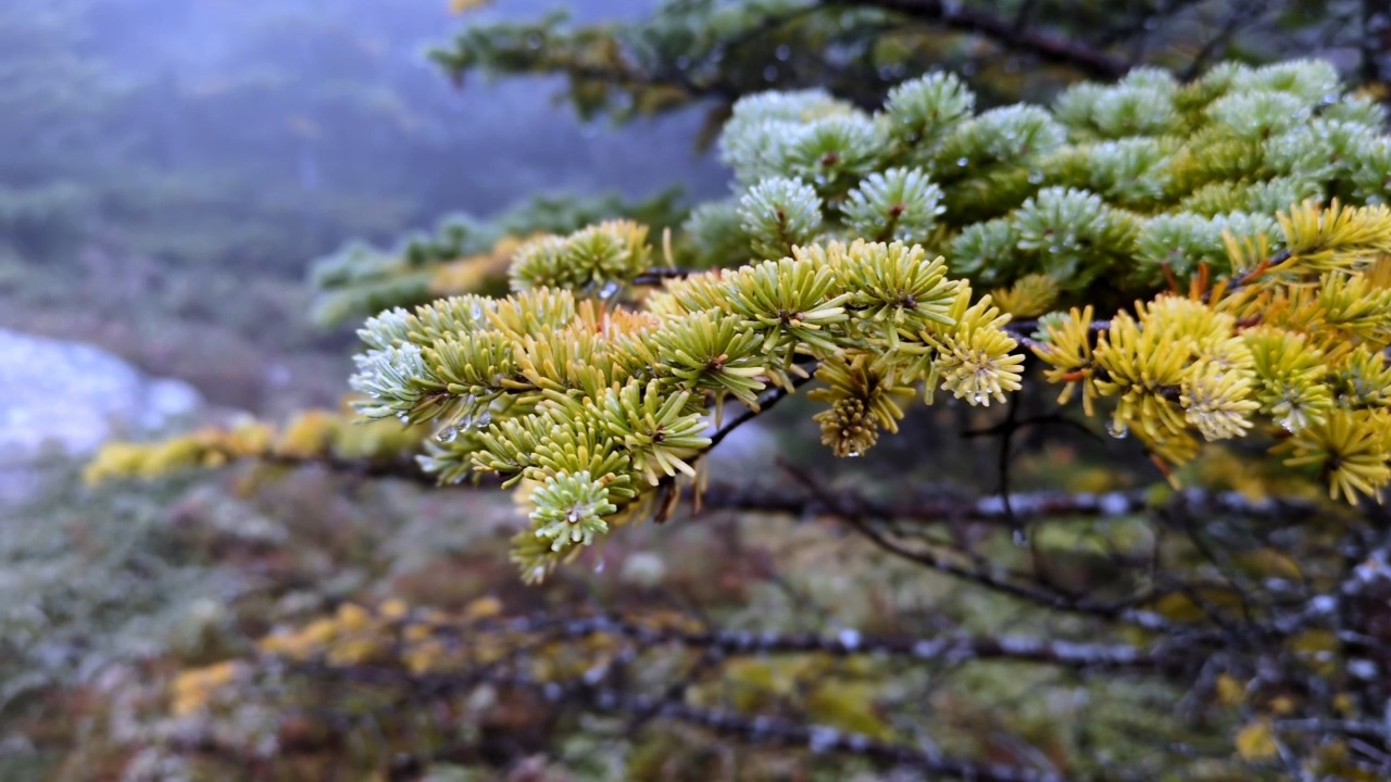Hymns in Nature | Acadia and New Brunswick | Peaceful Piano Music