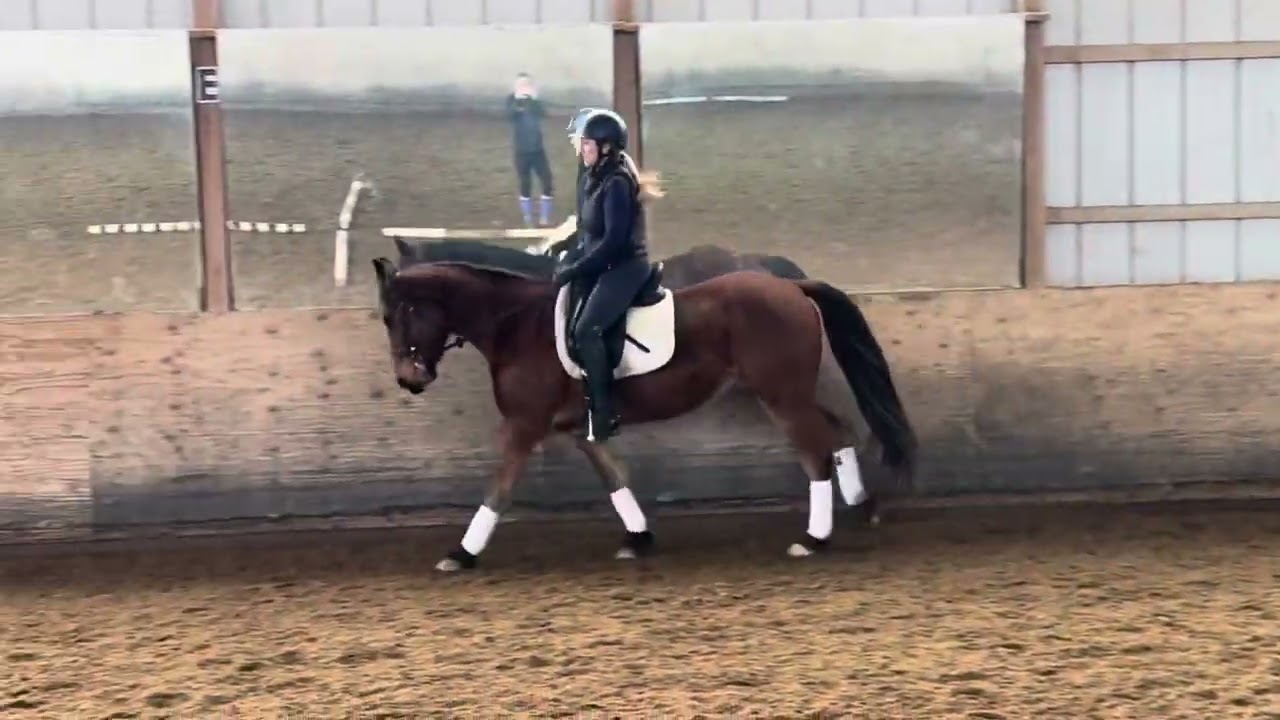 Jack in the box Frisian Sporthorse available at MSF