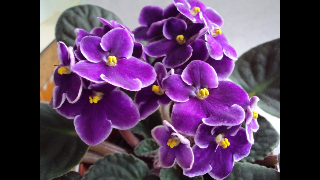 Jak pěstovat fialky ( How to growing violets ) * Garden in my home *