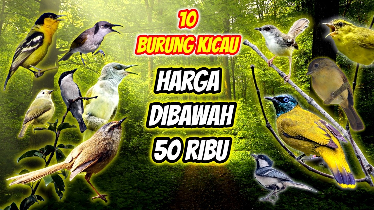 10 Burung Kicau Murah Harga Dibawah 50rb