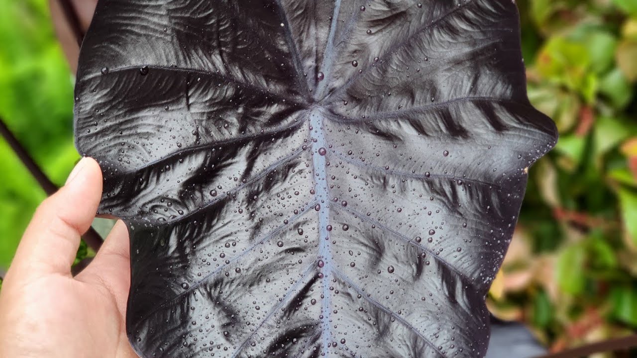 Colocasia Black Coral และ Colocasia Black Ripple วิธีปลูกแบบละเอียด - ep.7