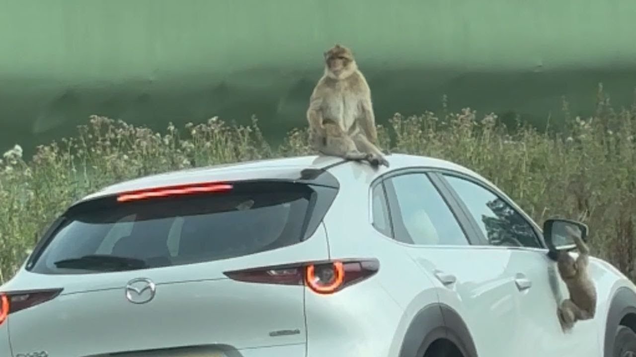 Safari Park Chaos: Monkeys Climb Car & Camel Blocks Road || WooGlobe