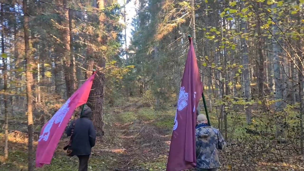 Antazavės Šilas sanitariniai kirtimai II dalis