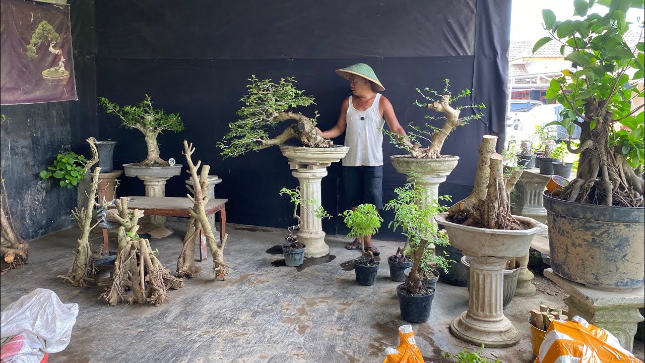 TANGGAL TUA OBRAL BONSAI 😱😱BERSAMA CAK KAMIL minat wa 085150612663