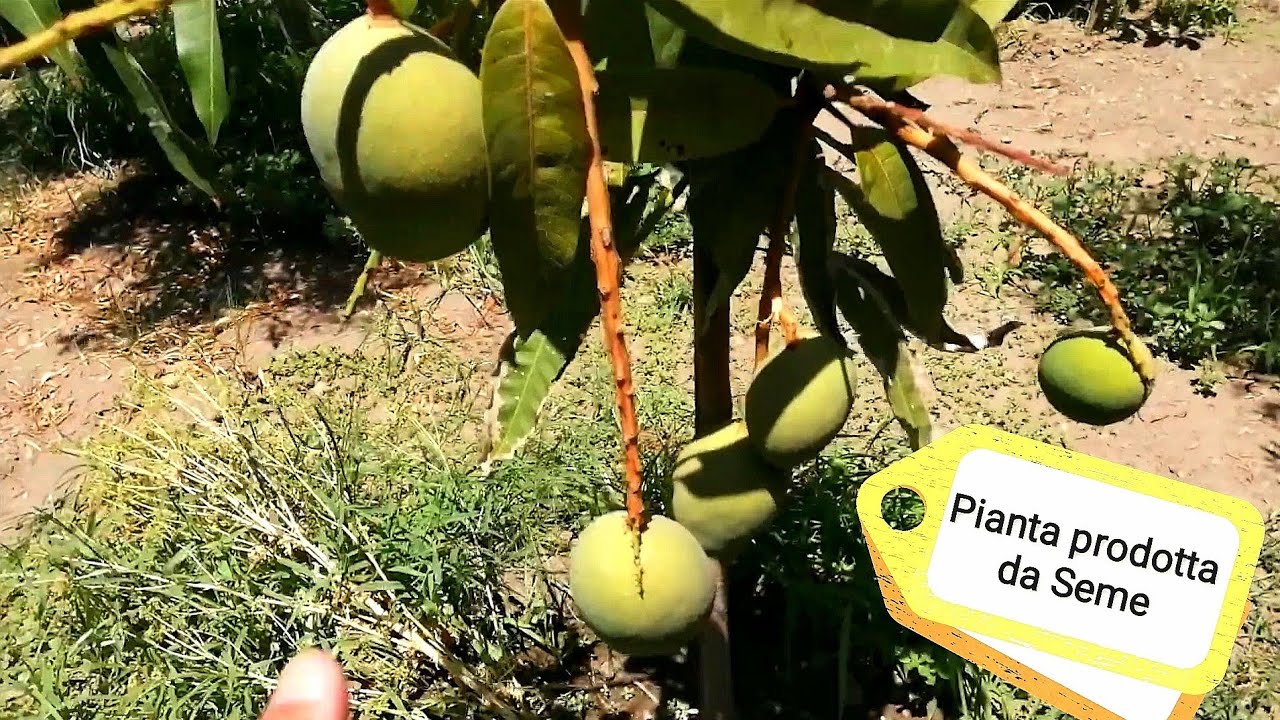 Produzione Mango 2021
