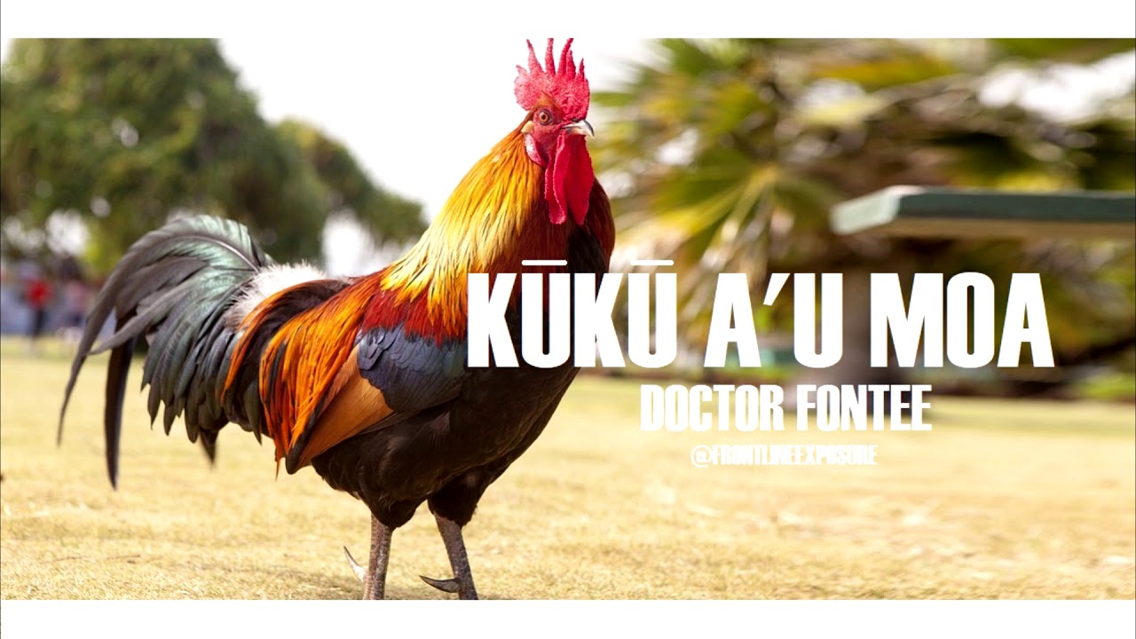 kuku a'u moa KFC - Dr  Fontee (HQ Audio 2019)