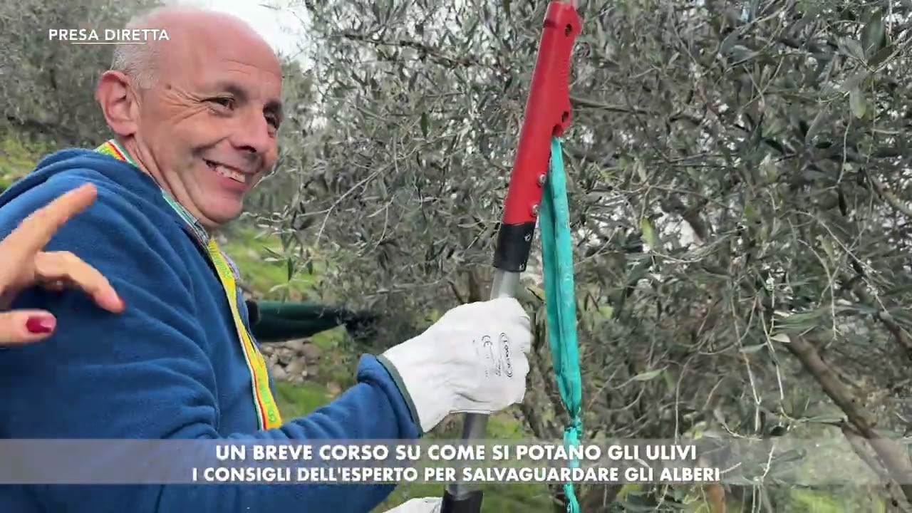 PRESA DIRETTA - Un breve corso su come si potano gli ulivi
