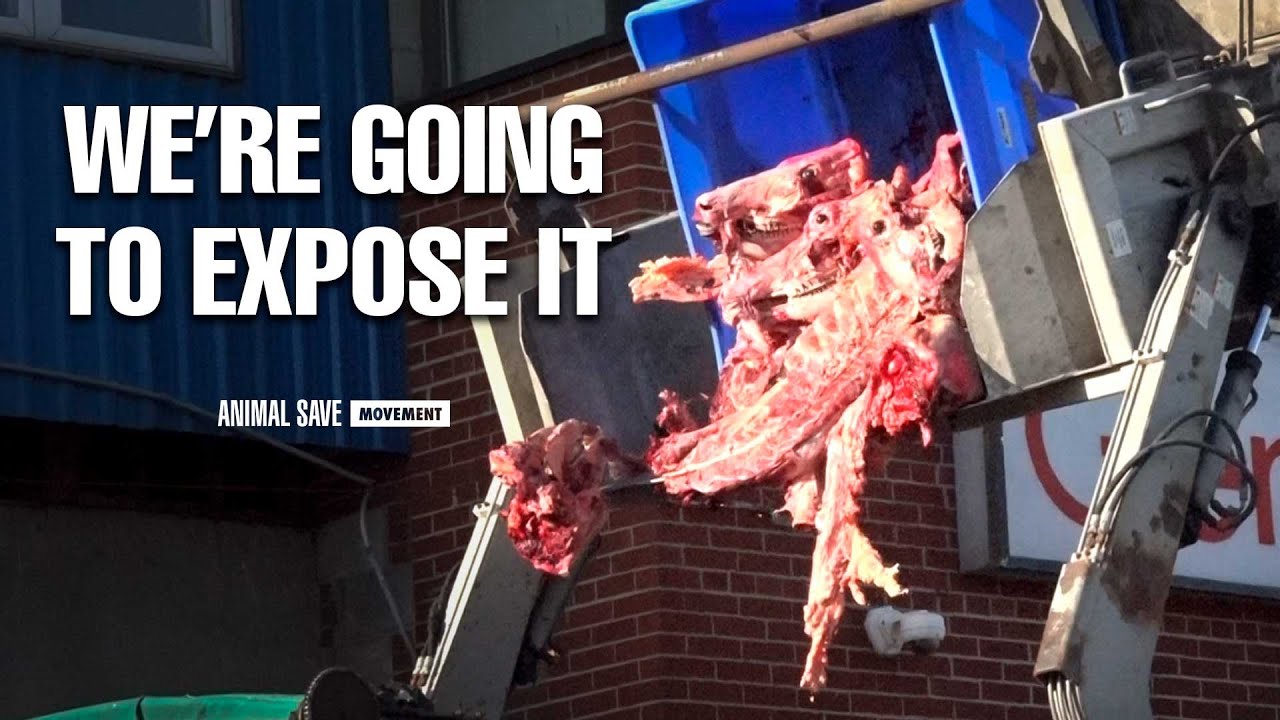 What&rsquo;s Behind Every Piece of Meat? | Slaughterhouse Industry Spotlight