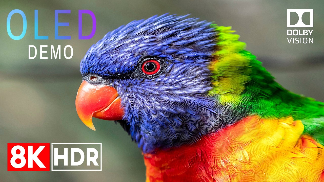 Wild World Cinematic Wildlife 8K HDR Ultra HD 🦅 Stunning Dolby Vision OLED Demo