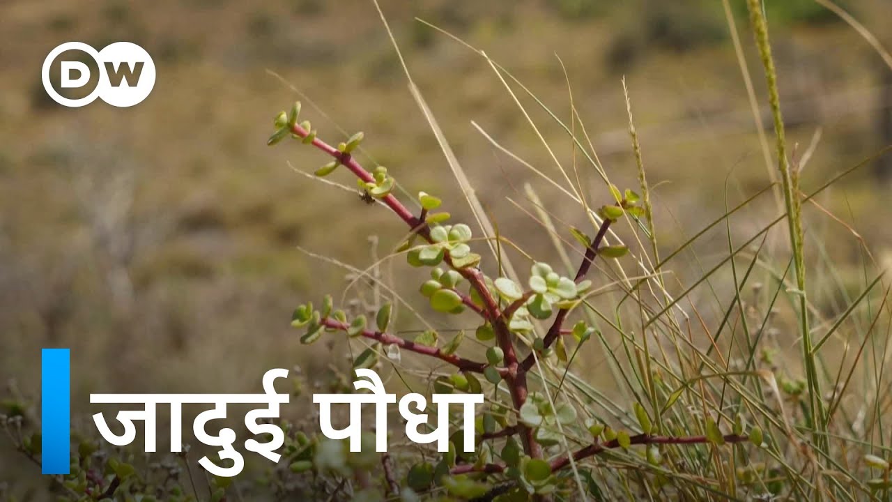 दिन-रात कार्बन सोखने वाला पौधा [South African carbon-trapping spekboom plant]