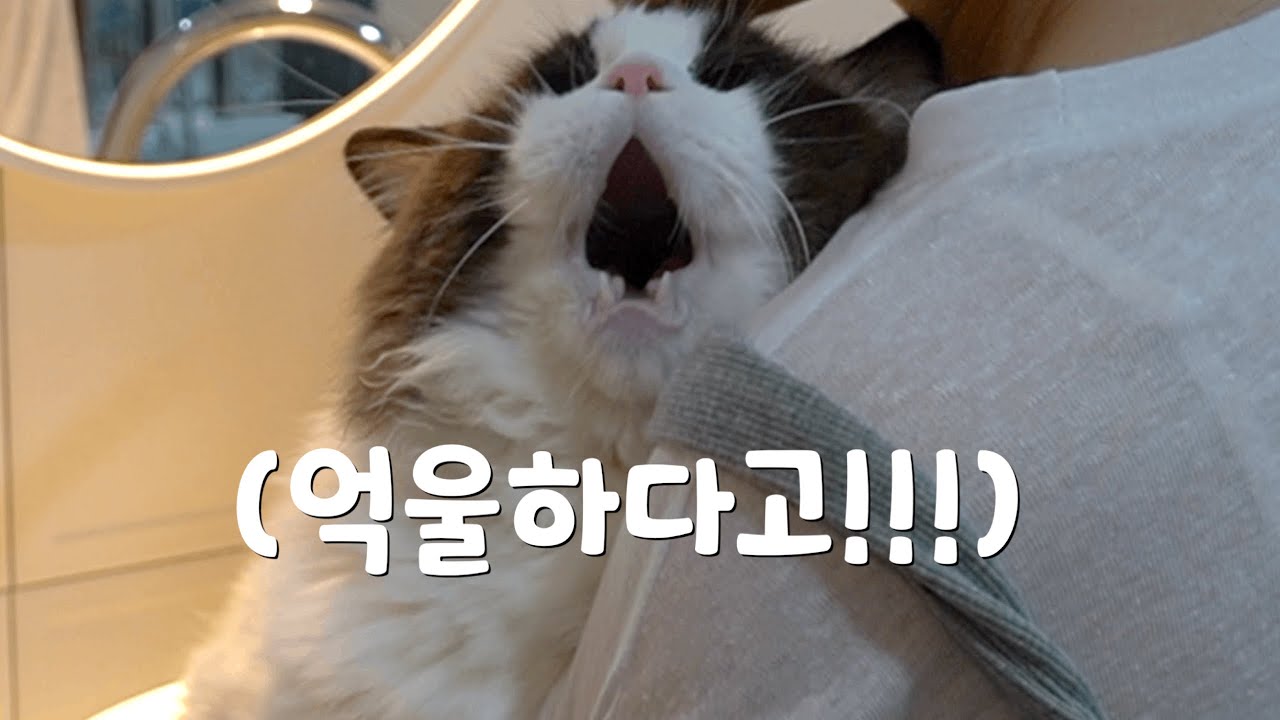 이 고양이는 뭐가 이렇게 억울할까요?