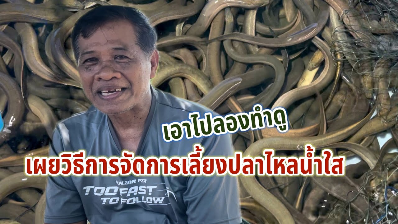 เลี้ยงแบบนี้เลี้ยงได้เลี้ยงง่ายเลี้ยงแบบไหนให้ได้ตัง #ปลาไหลนาเวียดนาม #ปลาไหลนาน้ำใส