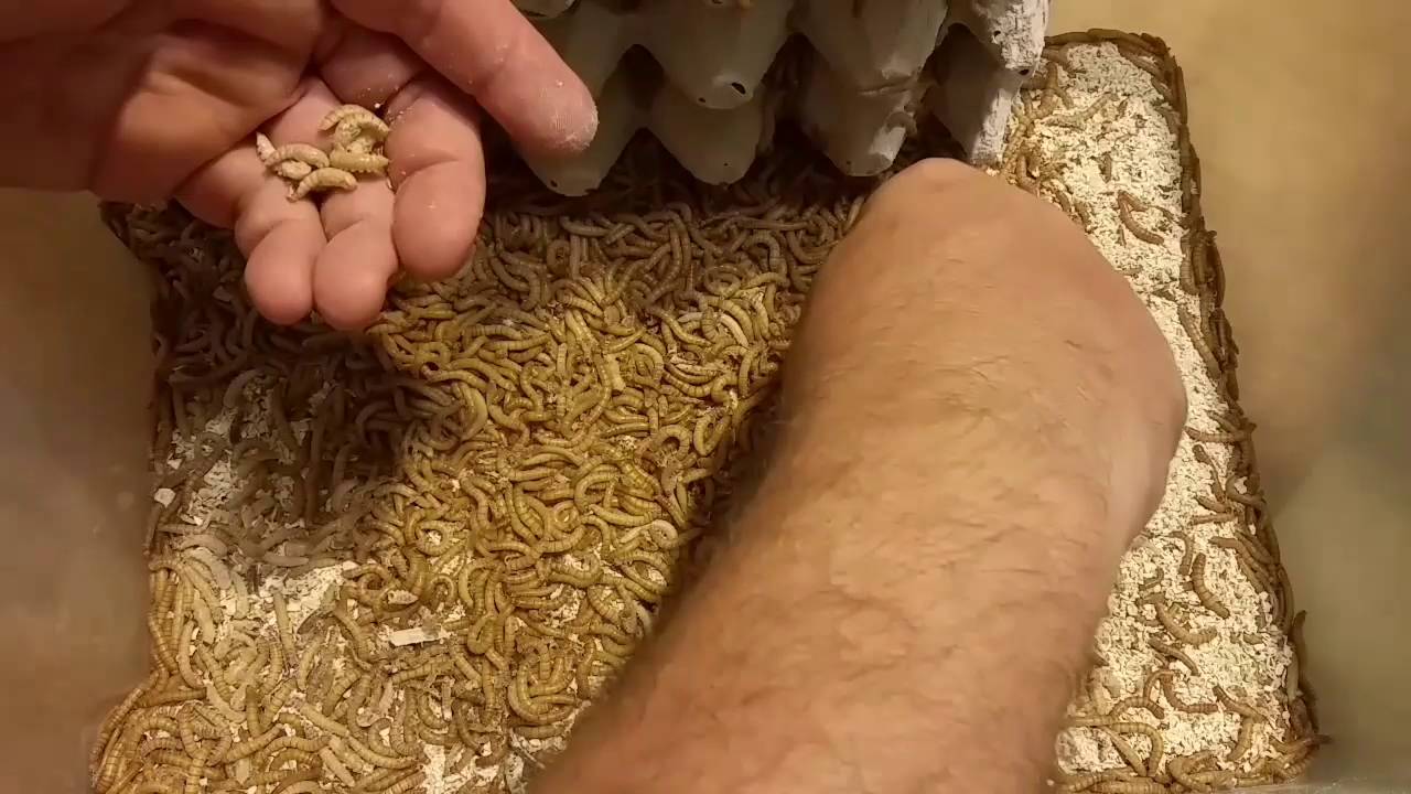 Backyard Quail:  Raising Mealworms for the Quail