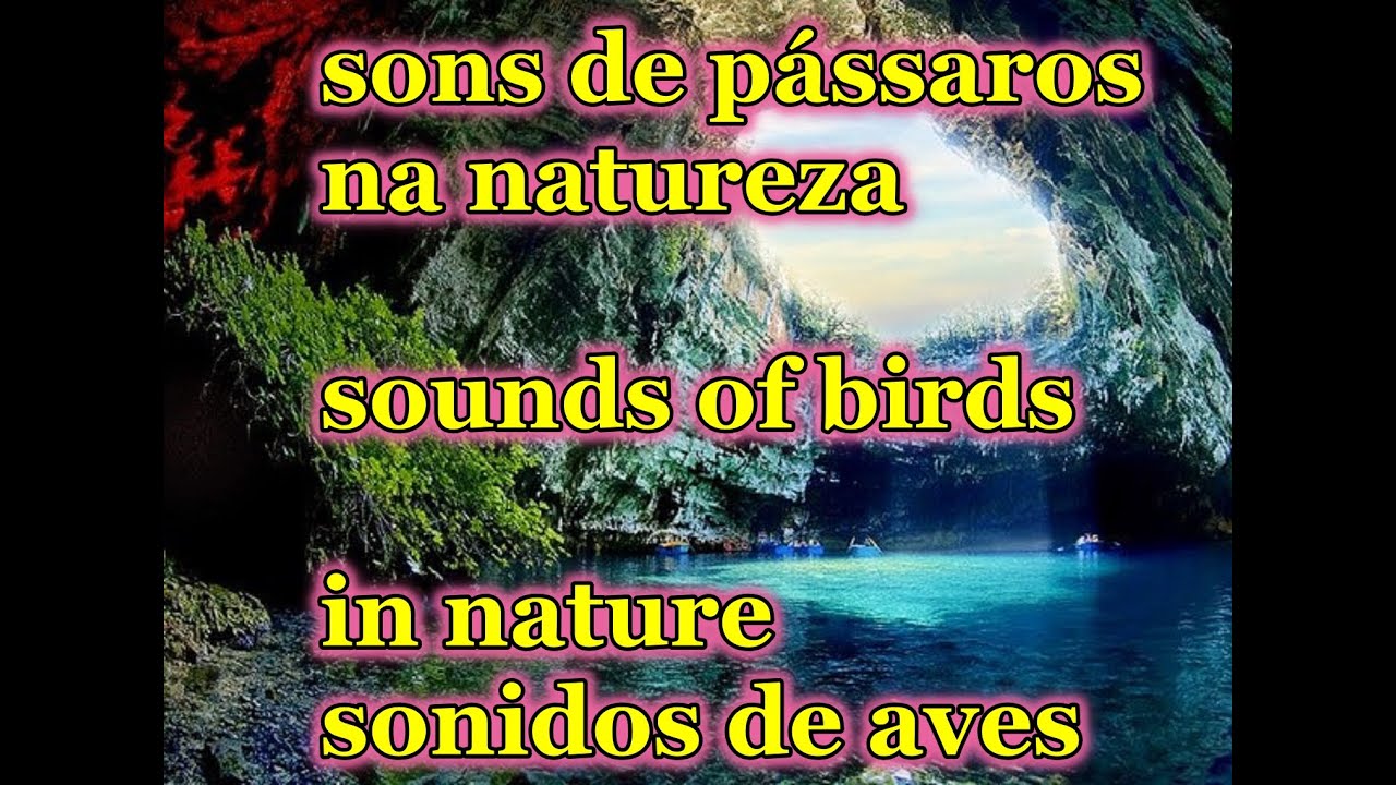 sons p&aacute;ssaros na natureza -sounds of birds in nature  -sonidos de aves