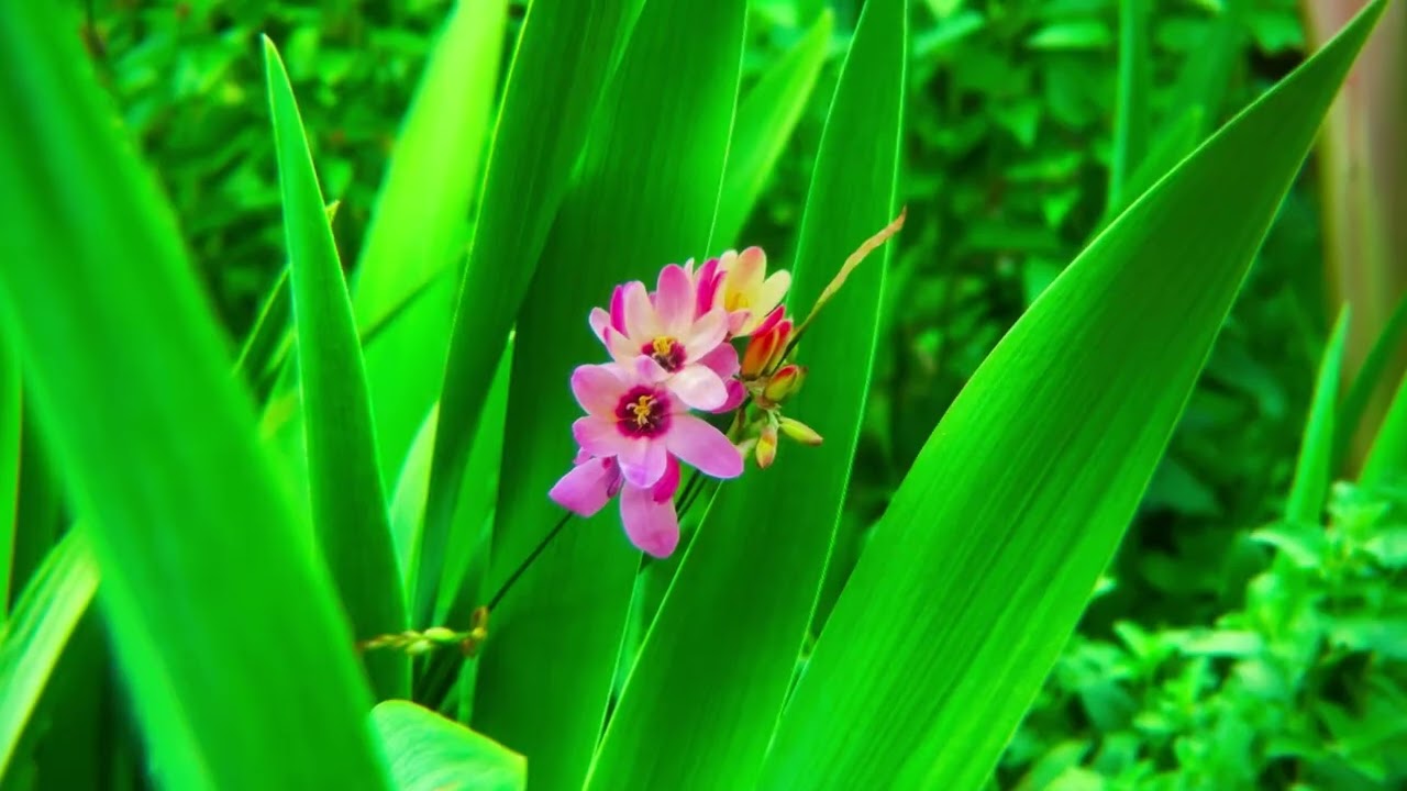 spring with beautiful flowers in Australia