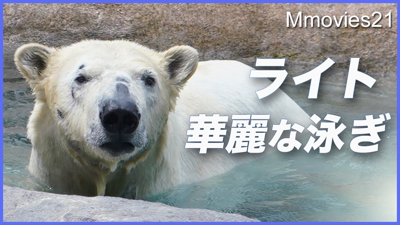 祝ライト回復で展示再開！リラ扉前で様子伺い ララプールリニューアルと新設置〜Polar Bears Life