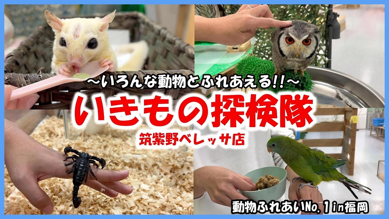 【いきもの探検隊　筑紫野ベレッサ店】動物ふれあいNo 1in福岡～いろんな動物とふれあえる‼～