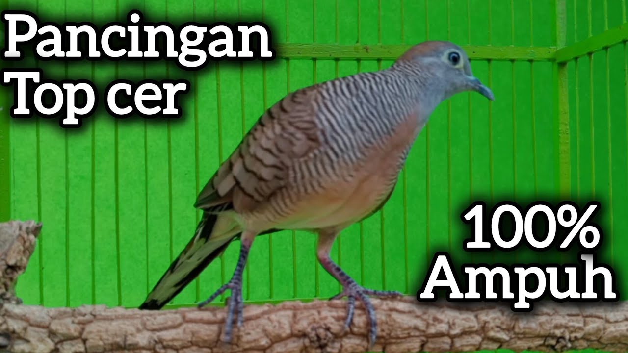 PANCINGAN PALING DISUKAI PERKUTUT ‼️ JENIS APAPUN NYAUT PAKE INI. 
