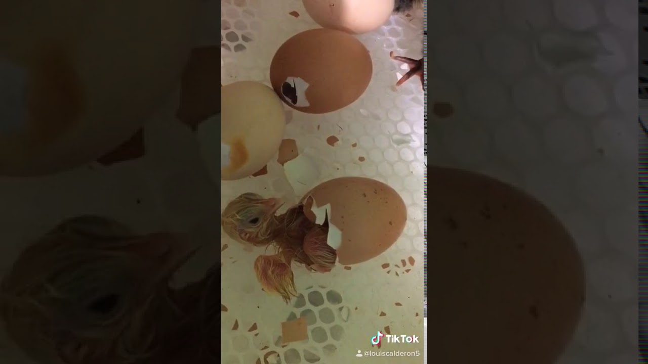 Incubadora de 56 huevos. Egg incubator 🐥🐣