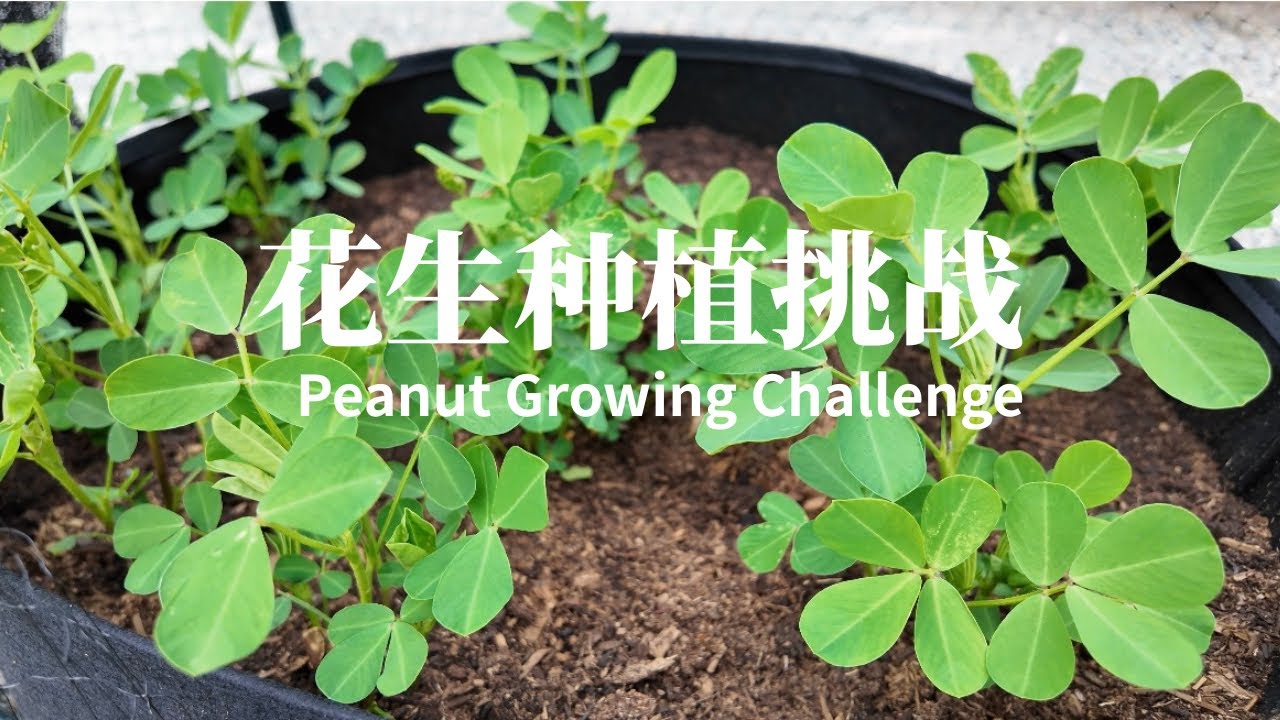 🥜不育苗种植花生挑战｜西雅图地区能不能种花生？