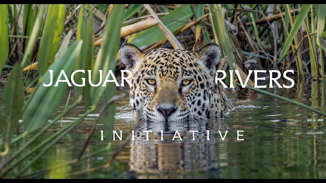 Jaguar Rivers Initiative