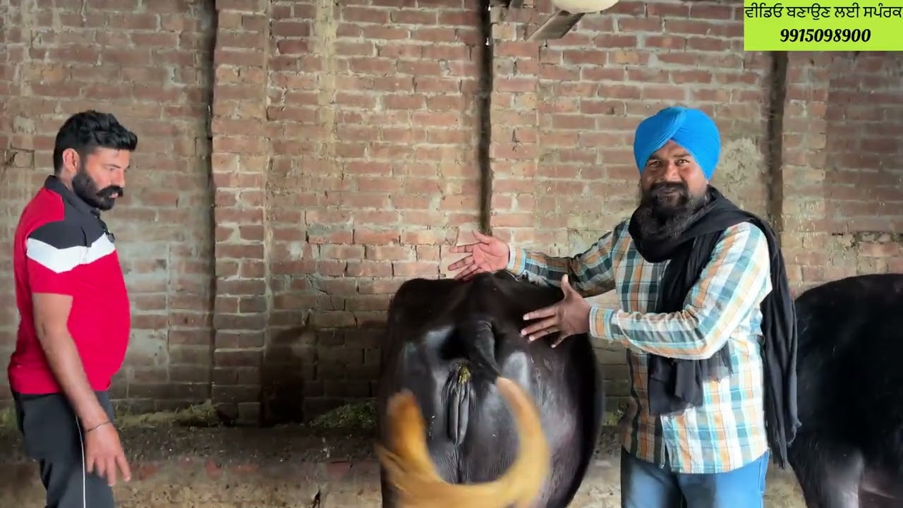 27/02/2027ਜੱਸ ਗਿੱਲ ਤੇ ਪ੍ਰਤਾਪ ਕੈਰੋਂ ਲੈ ਕੇ ਆ ਗਏ 5 ਪਸ਼ੂ ਵਿਕਾਊ ਦੋ ਤਾਜੀਆਂ 2 ਤੋਕੜਾ ਗੱਭਣਾ ਵਹਿੜ ਦੂਜਾ ਸੂਆਤਿਆਰ
