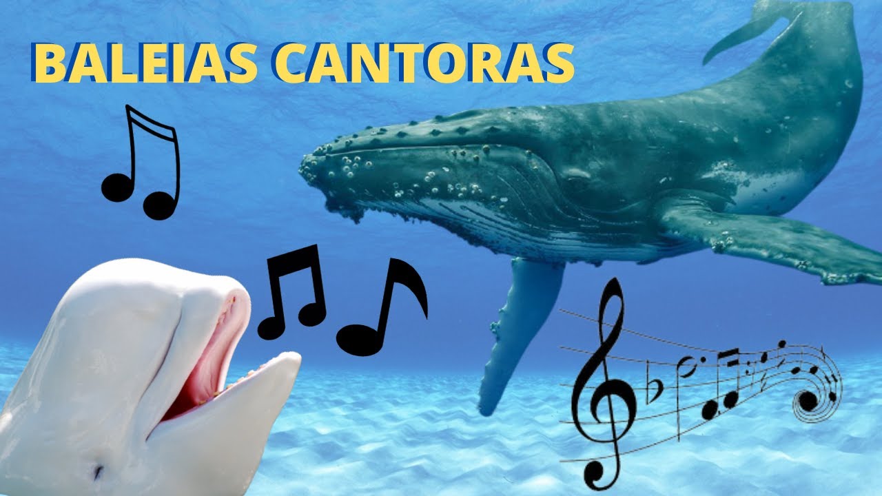 AS BALEIAS CANTORAS! ELAS SÃO AS GRANDES INTÉRPRETES DOS OCEANOS! MAS POR QUE ELAS CANTAM?