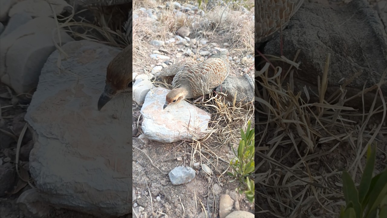 Jangali teetar hunting #greyfrancolin #naturalbeauty #wildlife #teetarvoice