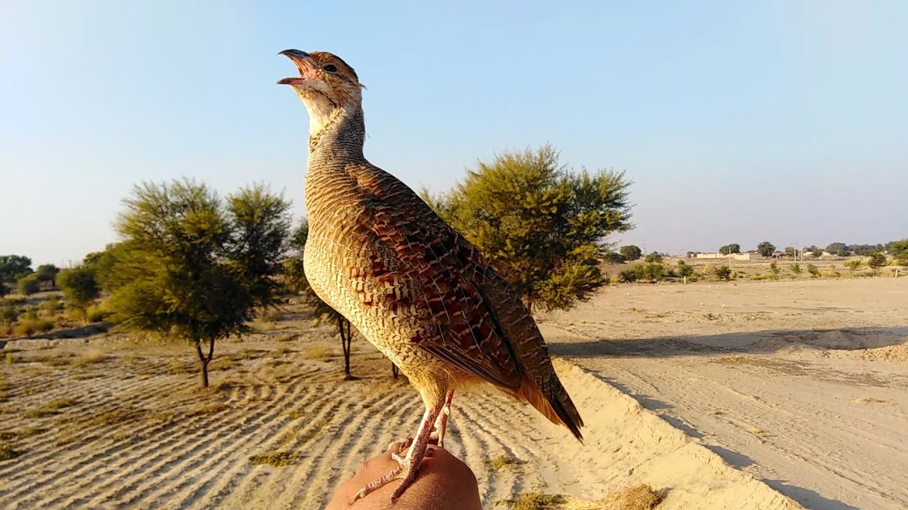 teetar ki awaz | teetar female awaz | gray francolin teetar sound | teetar voice
