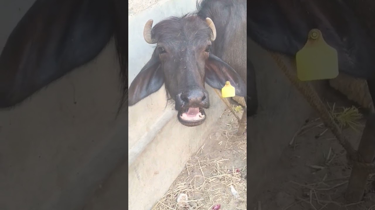 our cute buffalo #sound #cute #village #buffalo #shortvideos #short #shorts
