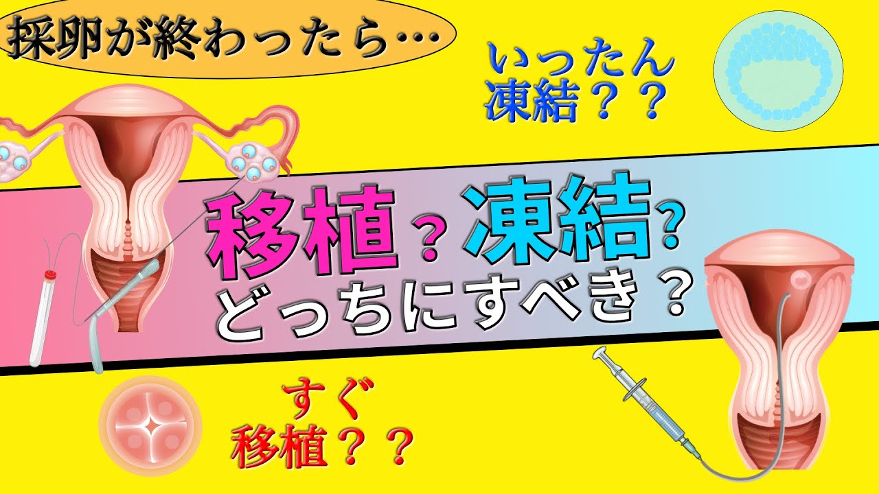 15.1 【移植？凍結？】新鮮胚移植と凍結融解胚移植の違いとは？
