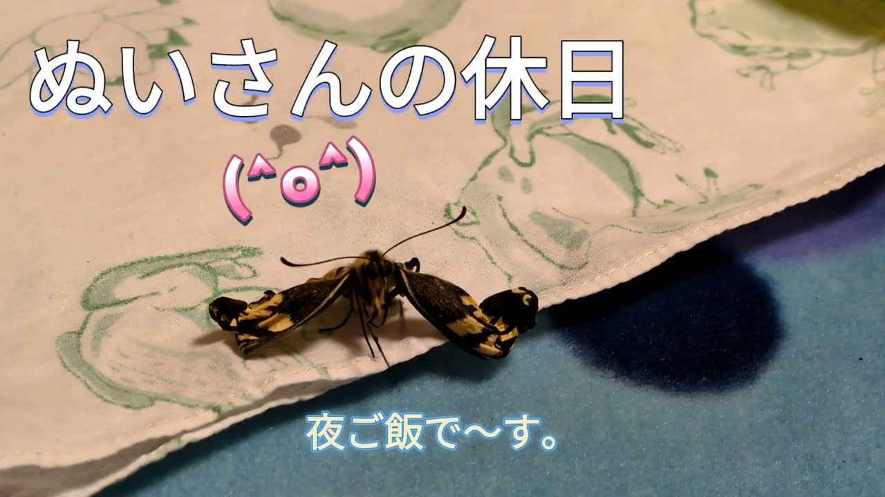 続々キアゲハ【2】豆+虎=?🌱✨節分終わっちゃったけどね？【ファンシー注意】