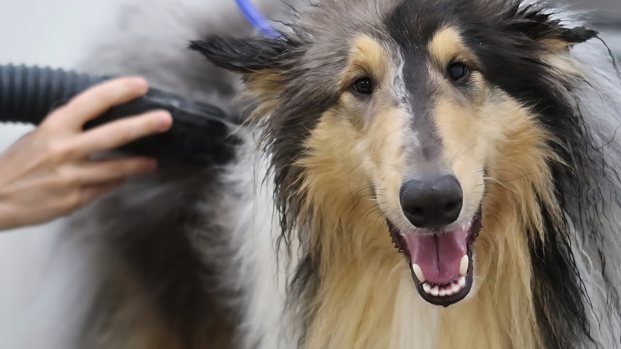 Rough Collie Grooming – Undercoat Removal