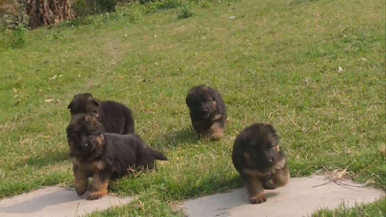 Top quality German shepherd male female puppy available kci 🐾🐕‍🦺🐾#puppy #gsds #dogbreed 