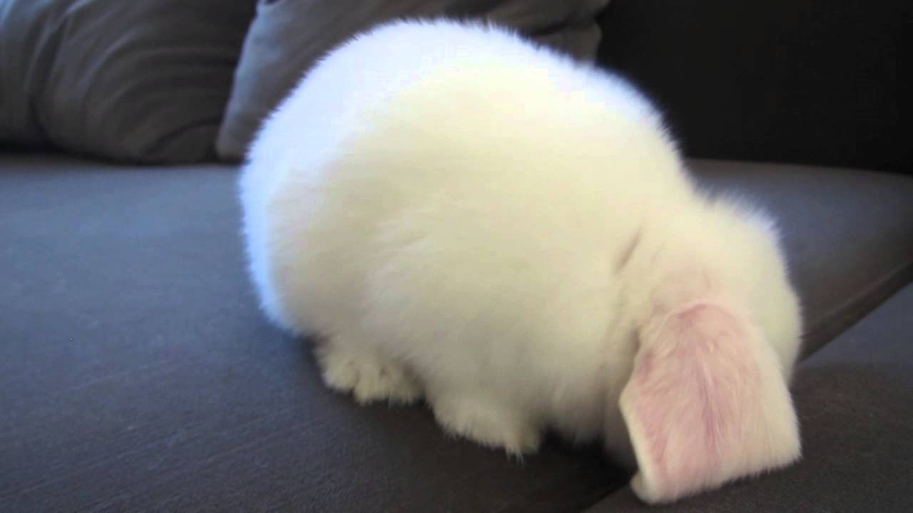 Dramatic Bunny Vacuum!