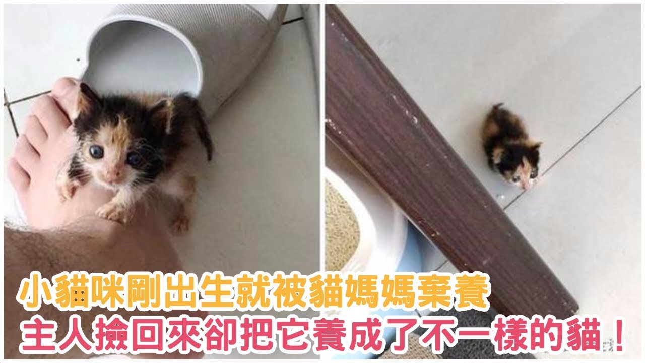 小貓咪剛出生就被貓媽媽棄養，主人撿回來卻把它養成了不一樣的貓！！