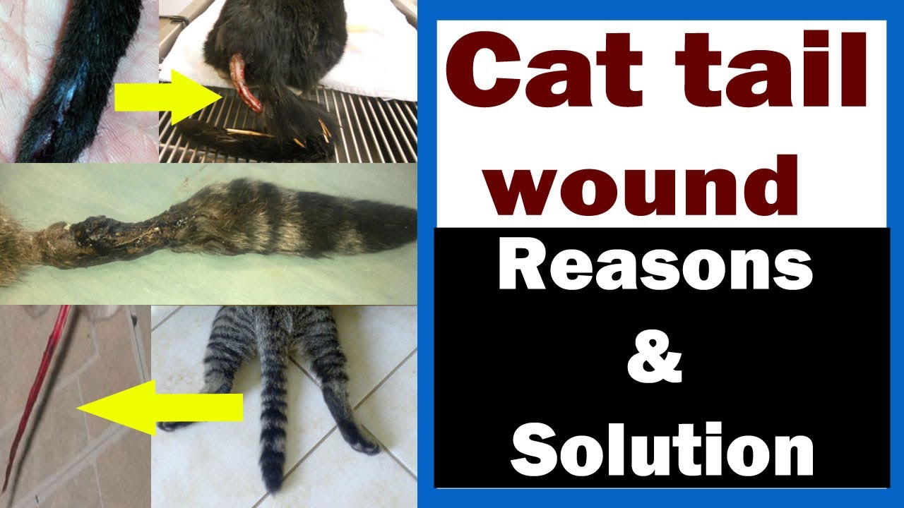 Common Cat Tail Injuries // Reasons & Solution // Vet Furqan Younas