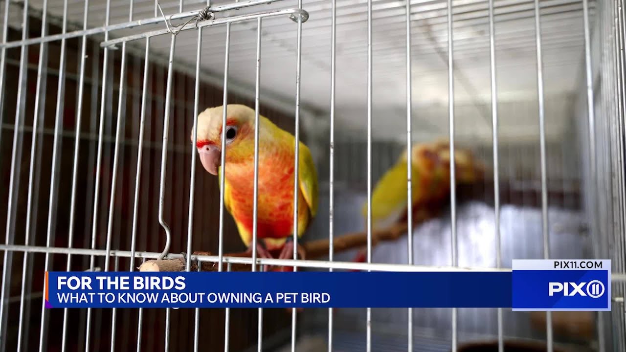 For the Birds: What to Know About Pet Bird Ownership | Pet Nation