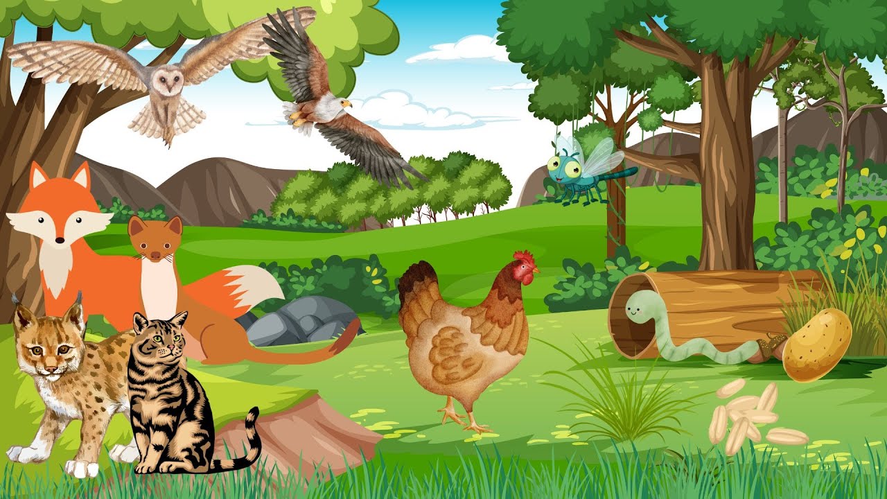 Simple words about the chicken I English for kids