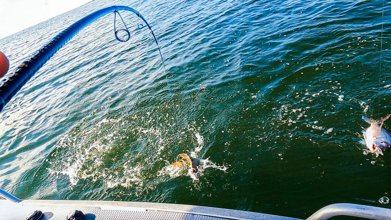 MUD ISLAND always has SOMETHING | MORETON BAY FISHING