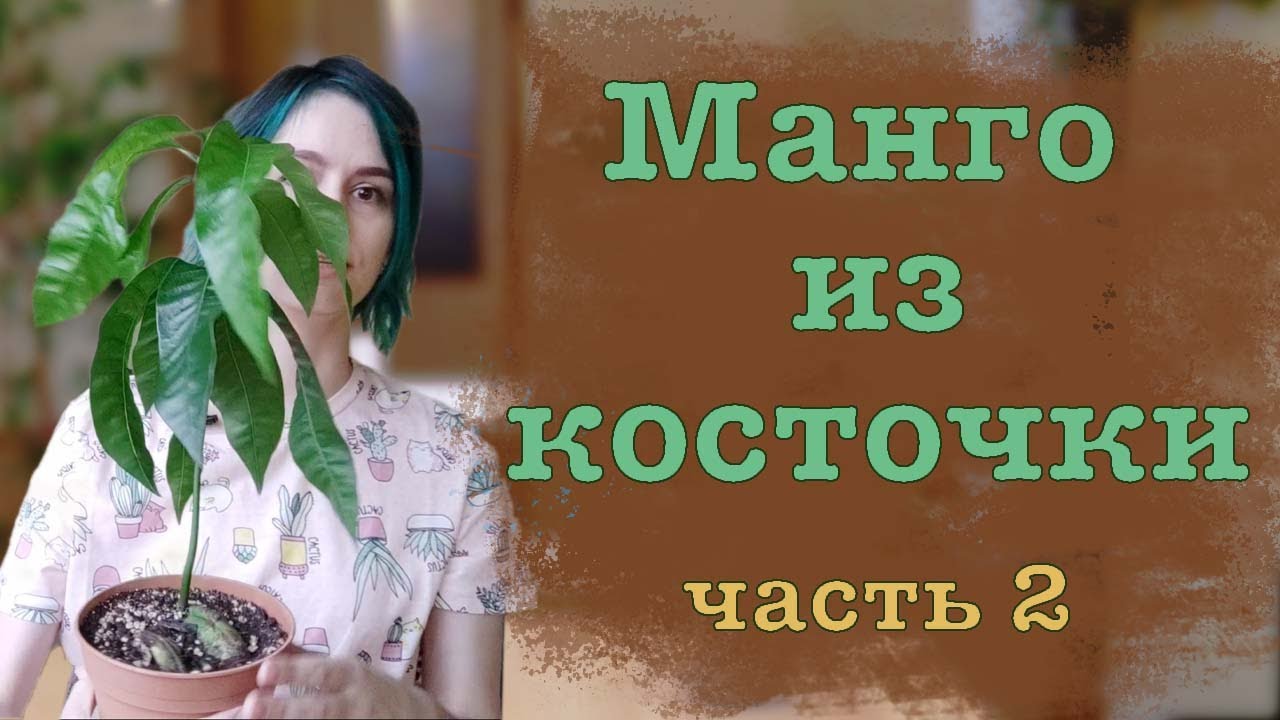 Манго из косточки. Часть 2: первые два месяца.