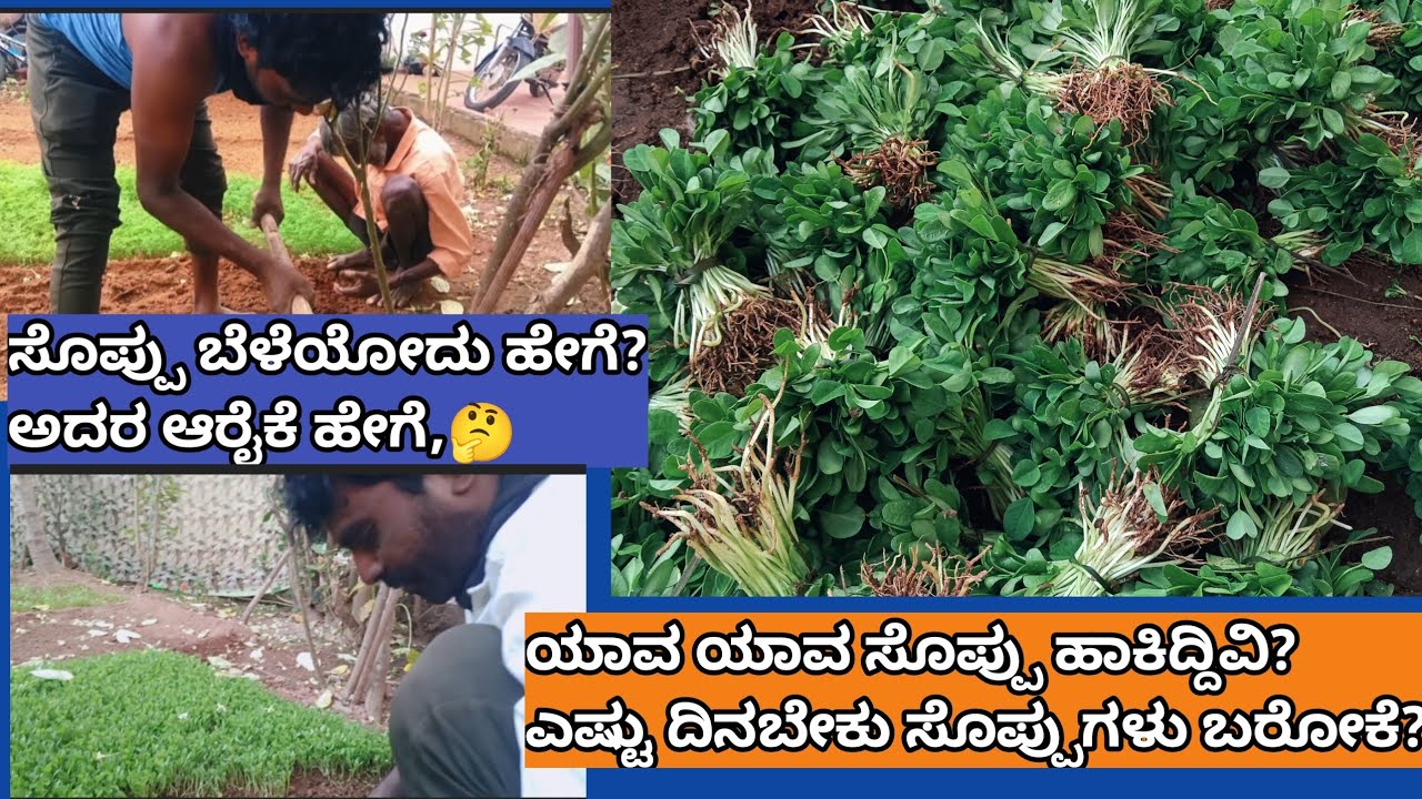Garden ನಲ್ಲಿ🖼️ .ಸೊಪ್ಪು ಬೆಳೆಯುವ ಸುಲಭ ವಿಧಾನ✨ ಸೊಪ್ಪುಗಳು ಚೆನ್ನಾಗಿ ಬೆಳೆಯಲು ಏನು ಹಾಕಬೇಕು,🤔 #garden 