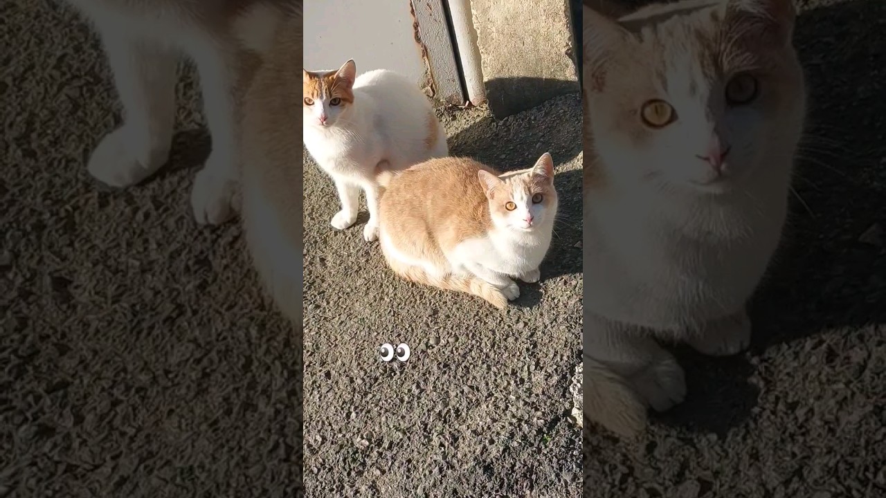 macet #ngoptv #macet #animals #cats #gatos #alborginaltv