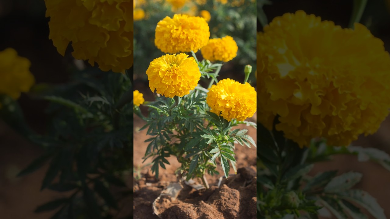 Easy way to grow marigold flower plant 🌱 at home#plants #gardeningplants