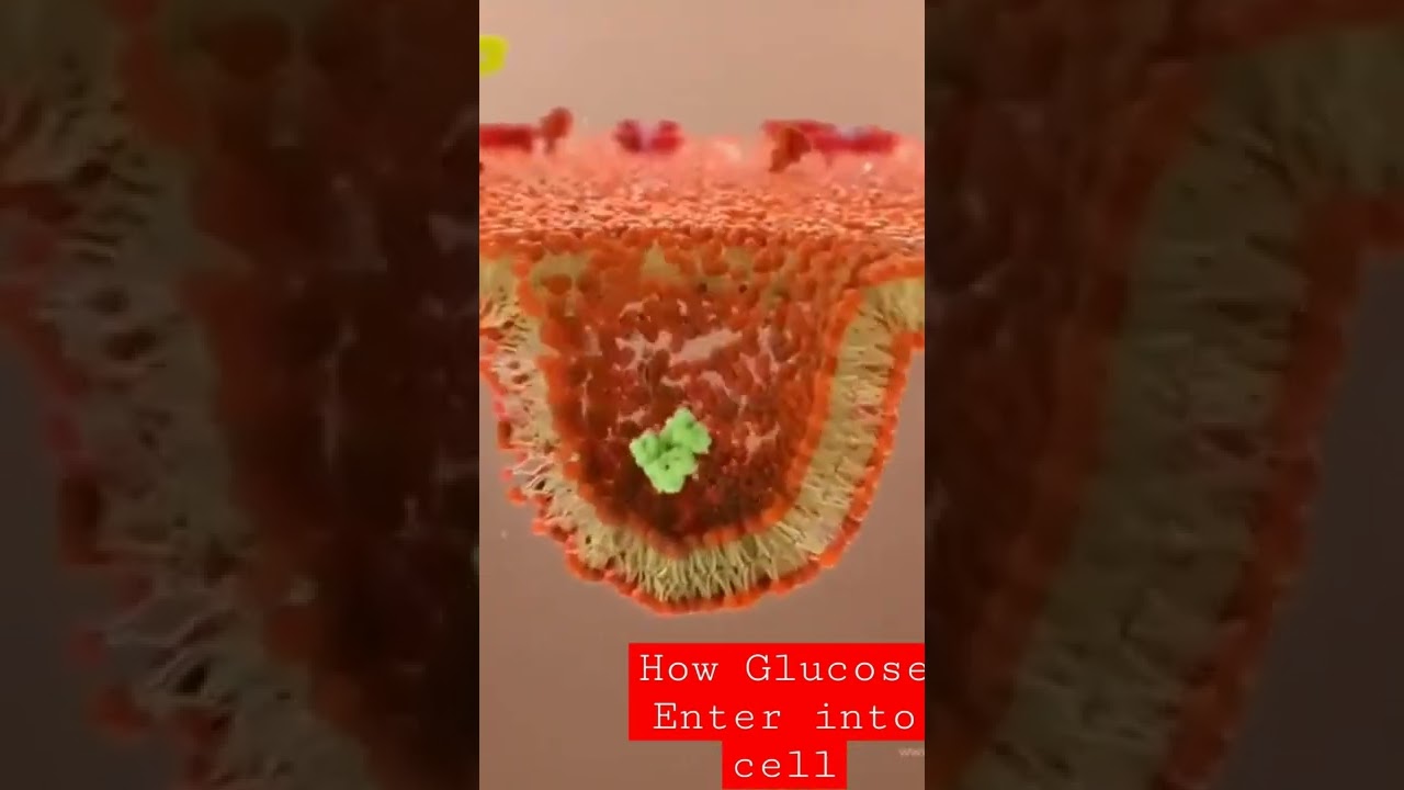 How glucose Enters Into Cell 