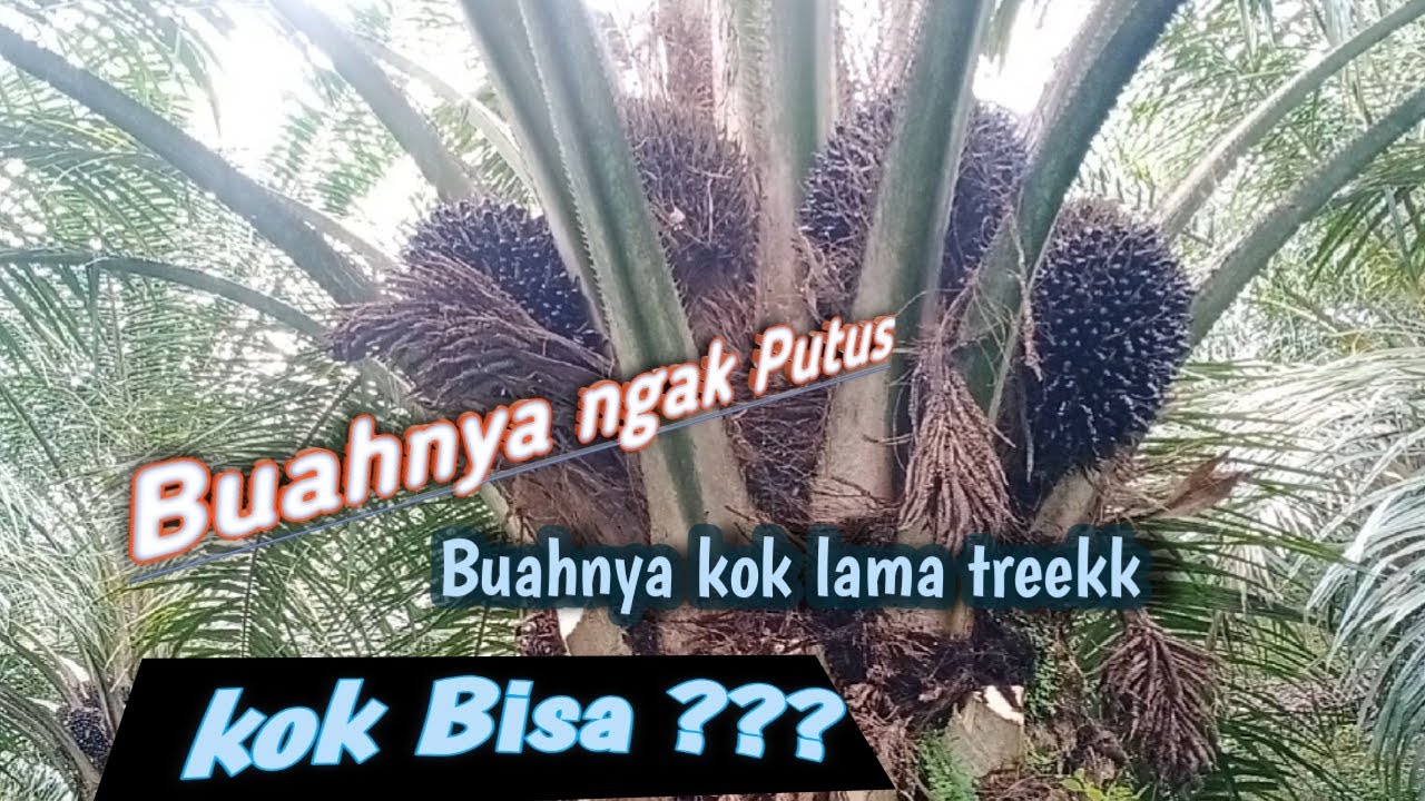4 karakteristik kelapa sawit dalam berproduksi