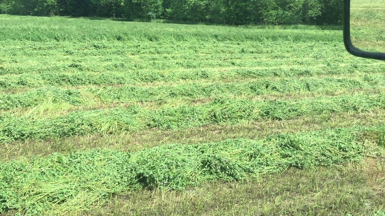 Drought 101 discussion--red clover to feed the cows